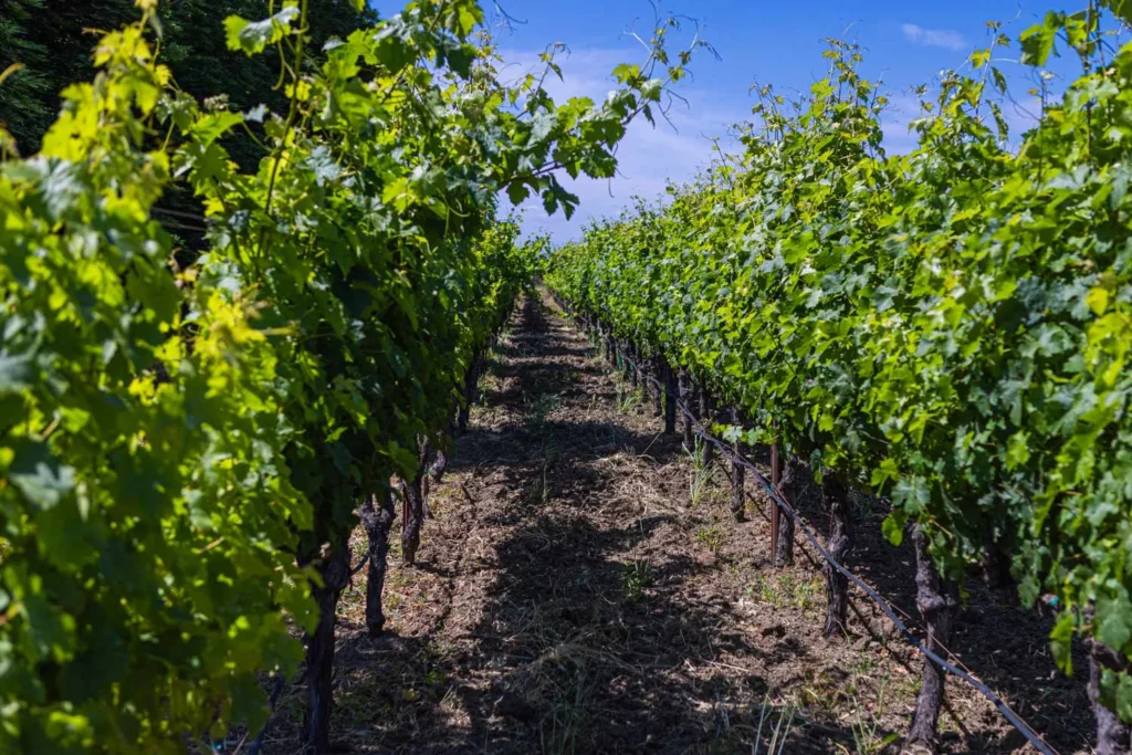 a row of vines in a field with a blue sky in the background