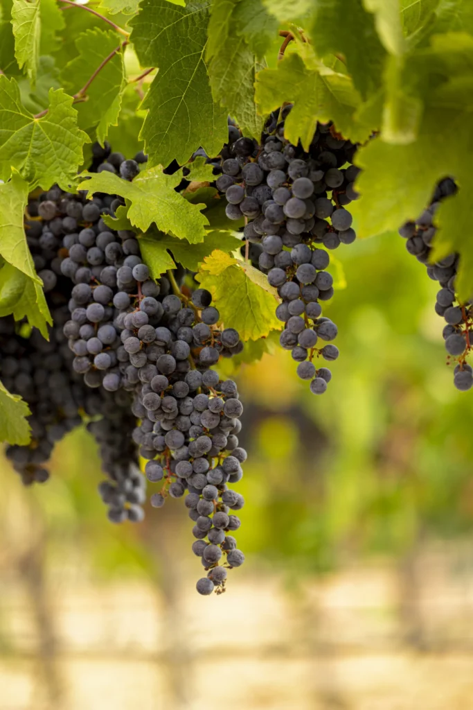 a bunch of grapes hanging from a vine