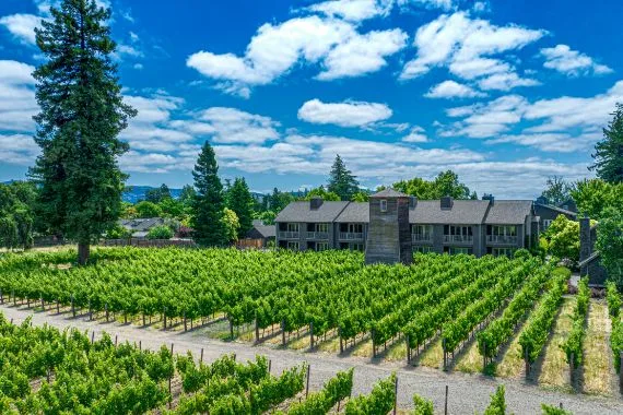 Vineyard rows leading to a modern winery building under a blue sky