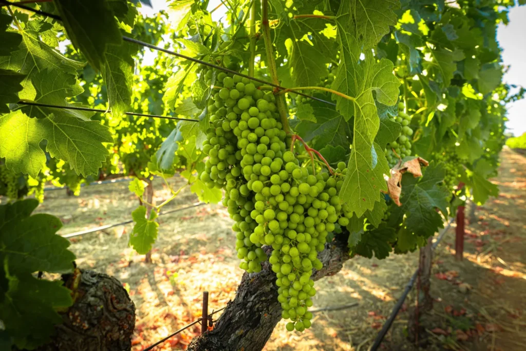 Ripe green grapes hanging on a vine in a sunny vineyard