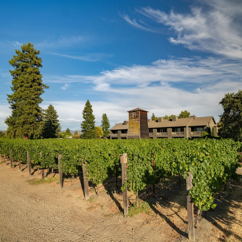 Vineyard rows leading to Senza Hotel building under blue sky